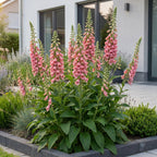 Digitalis mertonensis (Merton-Fingerhut) – rosa – 24 Pflanzen, Ø 11 cm, 15–25 cm hoch