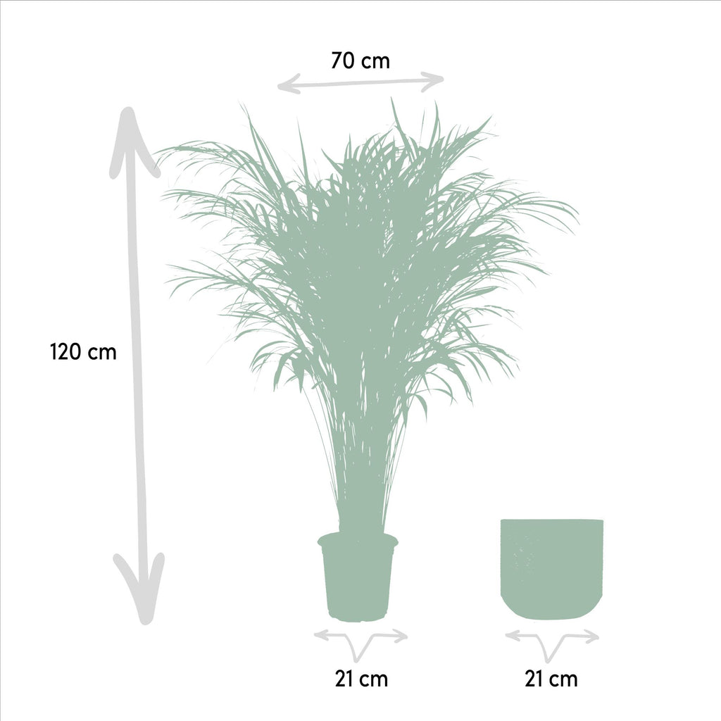 Palmier areca (Dypsis) – Ø21 cm