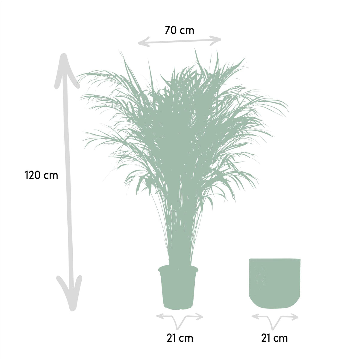 Palmier areca (Dypsis) – Ø21 cm