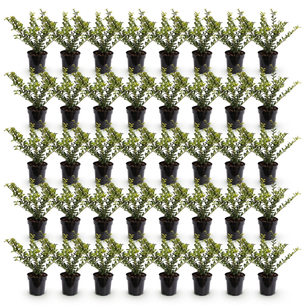 Ilex crenata 'Covenxa' (houx du Japon) – 40 plants, Ø9 cm, 20–30 cm de haut – photo 2