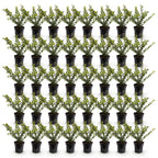 Ilex crenata 'Covenxa' (houx du Japon) – 40 plants, Ø9 cm, 20–30 cm de haut