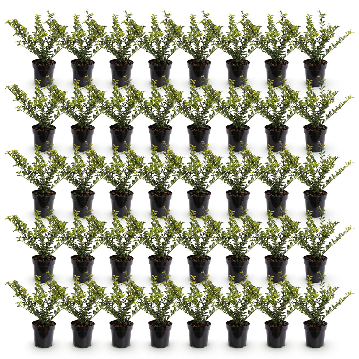Ilex crenata 'Covenxa' (houx du Japon) – 40 plants, Ø9 cm, 20–30 cm de haut – photo 2