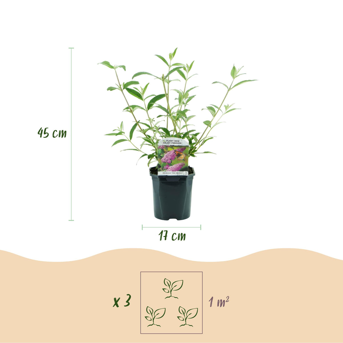 Buddleja davidii 'Pink Delight' (vlinderstruik) – roze – 3 planten, Ø17 cm, 45 cm hoog