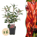 Photinia fraseri 'Red Robin' (grøn rød) – 6 planter, Ø17 cm, 50 cm høje