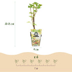 Ribes rubrum 'Hollander' (arbuste à baies) – 6 plants, Ø9 cm, 35 cm de haut