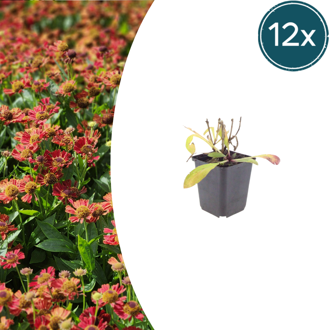 Helenium 'Moerheim Beauty' (zonnekruid) – 12 planten, Ø9 cm, 10–25 cm hoog