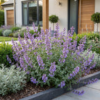 Nepeta faassenii 'Walker’s Low' (Katzenminze) – blau – 6 Pflanzen, Ø 11 cm, 15–25 cm hoch