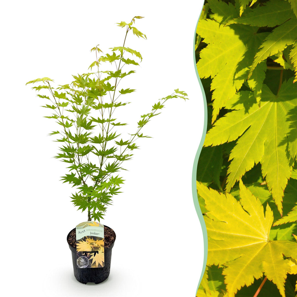 Acer palmatum 'Jordan' (Japanse esdoorn) – geel – Ø19 cm, 70 cm hoog