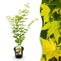 Acer palmatum 'Jordan' (Japanse esdoorn) – geel – Ø19 cm, 70 cm hoog