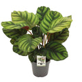 Calathea Fasciata – Ø14 cm, 50 cm hoch