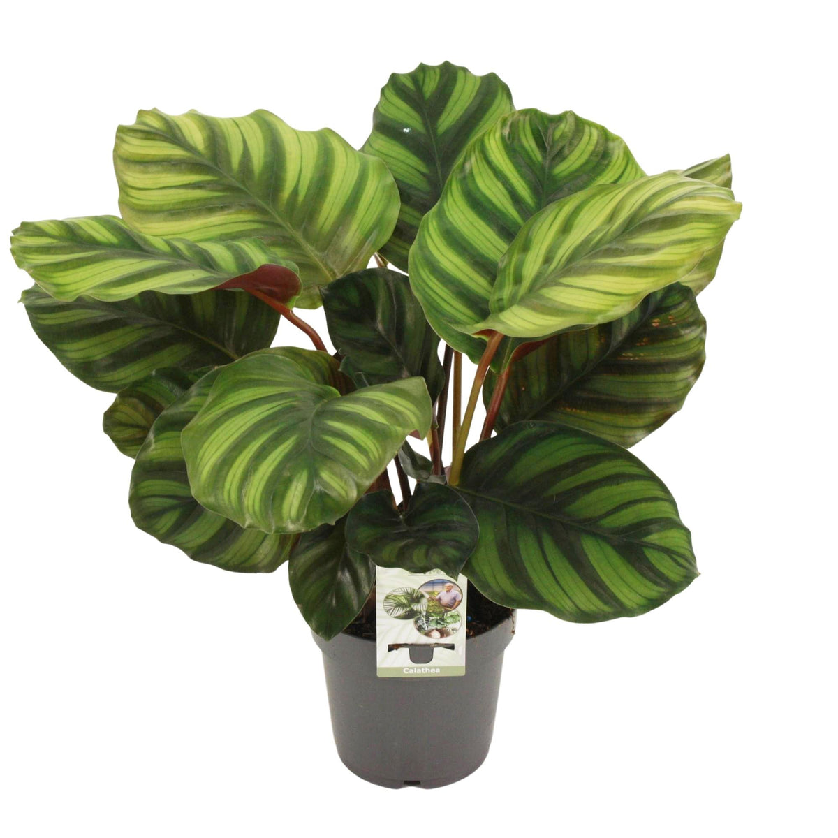 Calathea Fasciata – Ø14 cm, 50 cm de haut