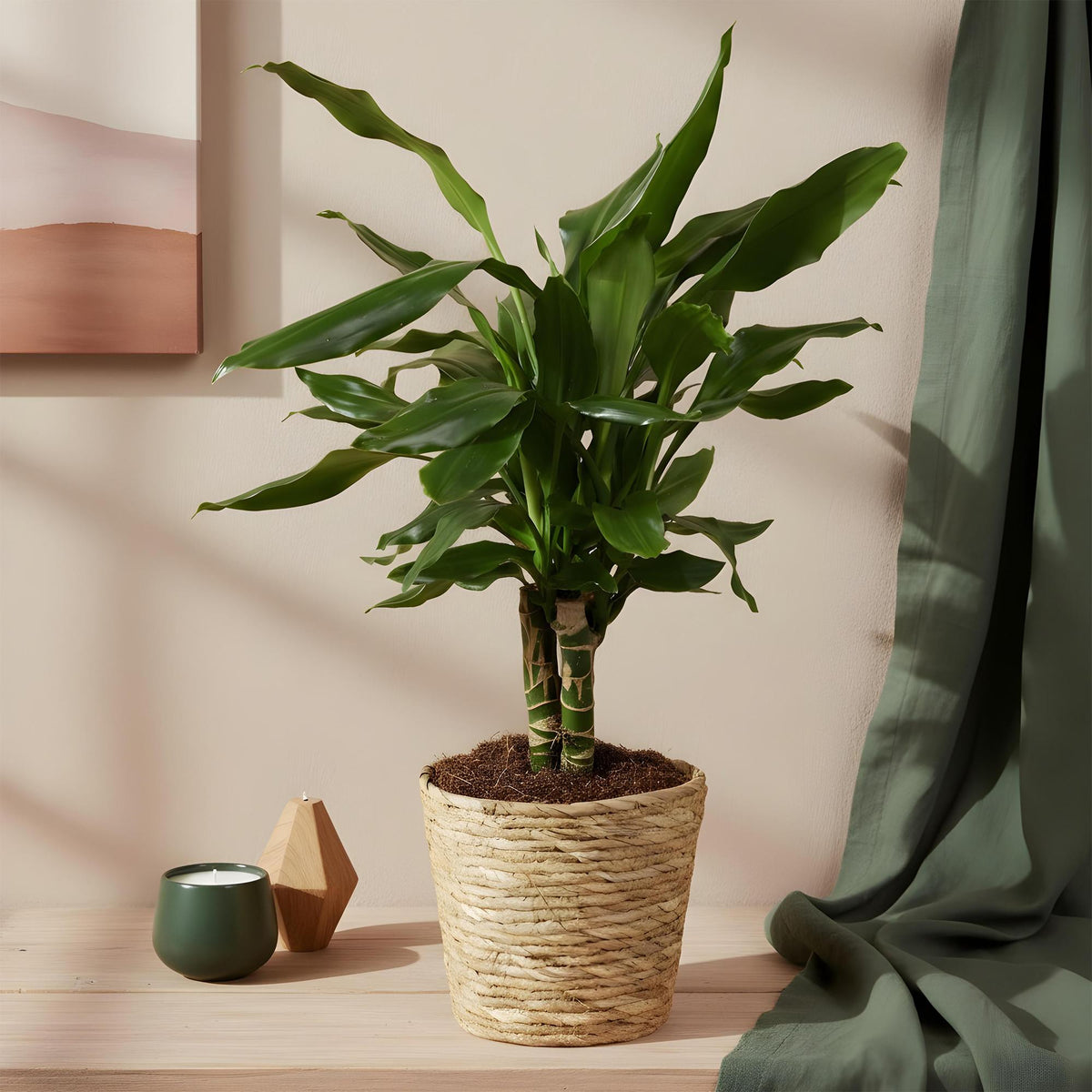 2× Dracaena fragrans Steudneri (Drachenbaum) im Korb – Ø 17 cm, 50–55 cm hoch