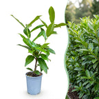 Prunus laurocerasus 'Novita' (cherry laurel) – 40 plants, Ø9 cm, 25–35 cm high