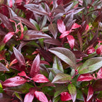 Leucothoe 'Zeblid' – rot – 2 Pflanzen, Ø17 cm, 45 cm hoch