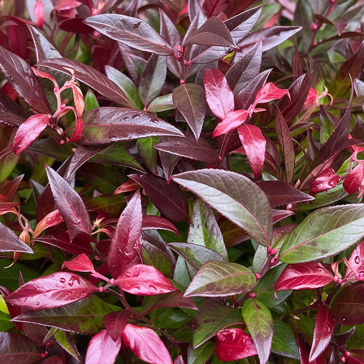 Leucothoe 'Zeblid' – rot – 2 Pflanzen, Ø17 cm, 45 cm hoch – Bild 4