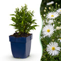 Aster 'Schneekissen' – blanc – 6 plants, Ø11 cm, 15–25 cm de haut