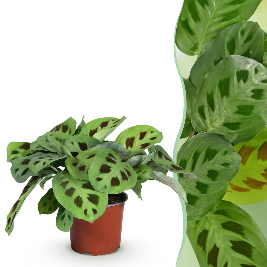 Maranta Fascinator Kerchoveana (plante prieuse) – Ø12 cm, 25 cm de haut