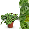 Maranta Fascinator Kerchoveana (plante prieuse) – Ø12 cm, 25 cm de haut