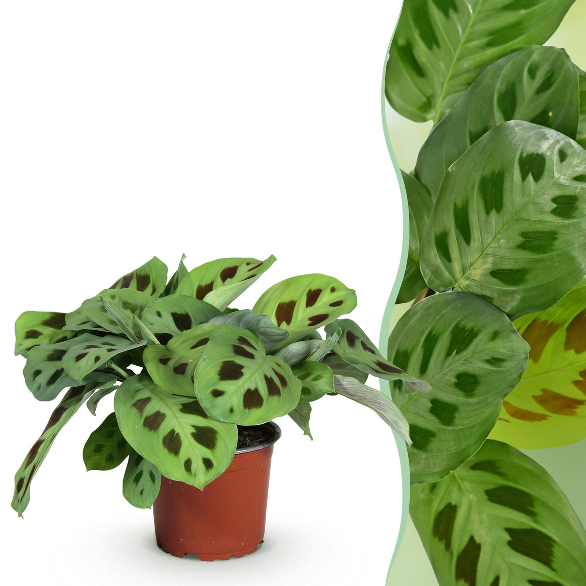 Maranta Fascinator Kerchoveana (plante prieuse) – Ø12 cm, 25 cm de haut
