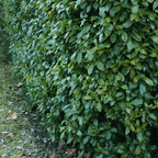 Prunus laurocerasus 'Etna' (cherry laurel) – 6 plants, Ø17 cm, 50 cm high
