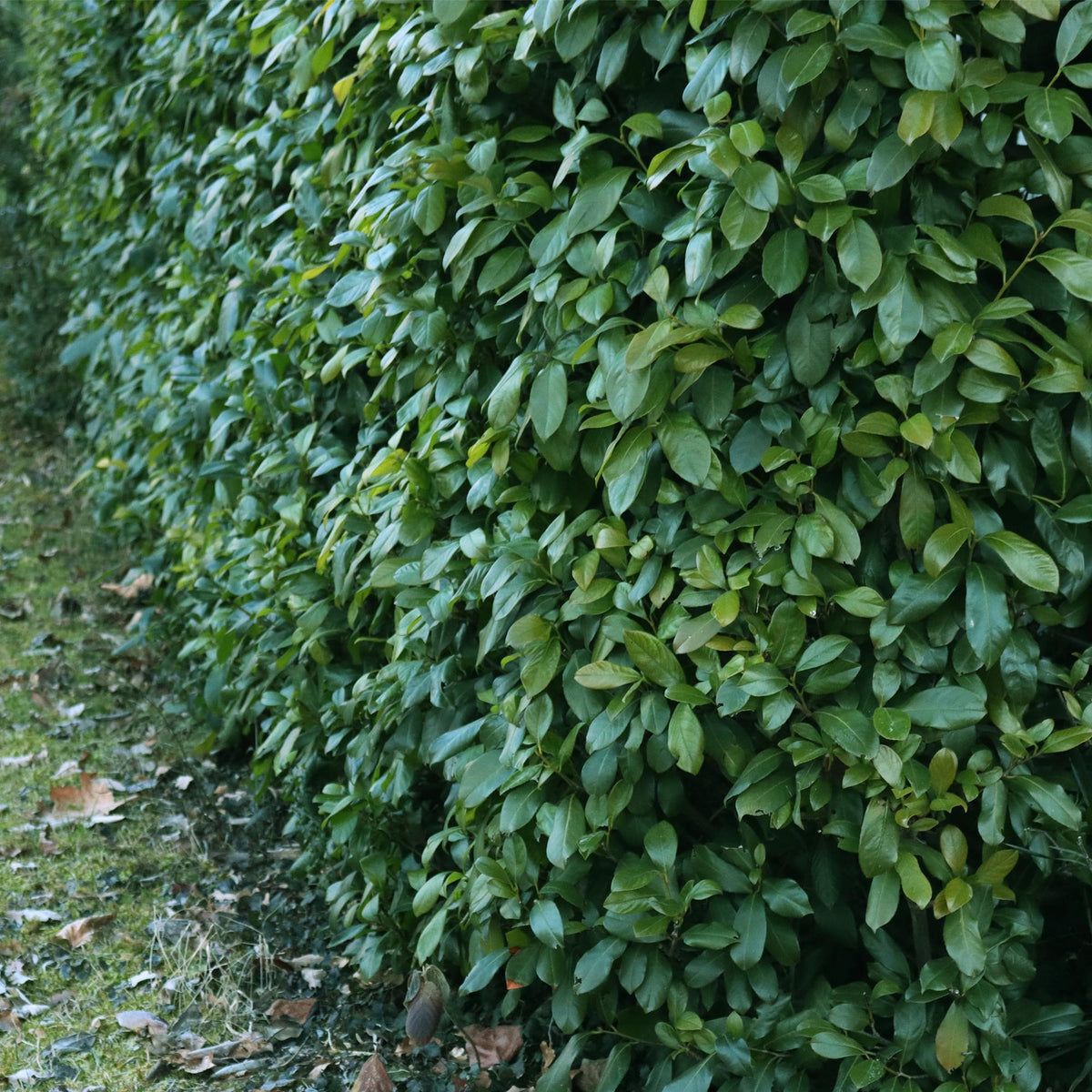 Prunus laurocerasus 'Etna' (laurier-cerise) – 6 plants, Ø17 cm, 50 cm de haut – photo 4