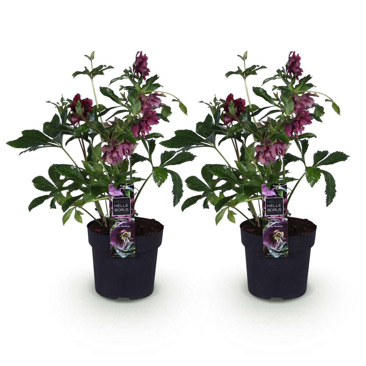 Helleborus orientalis 'Double Ellen Red' (Christrose) – 2 Pflanzen, Ø 14 cm, 35 cm hoch