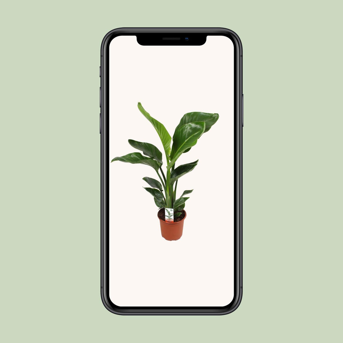 Strelitzia nicolai (weiße Paradiesvogelblume) – Ø17 cm, 70 cm hoch