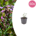 Teucrium lucidrys (Glanz-Gamander) – 60 Pflanzen, Ø 9 cm, 10–25 cm hoch