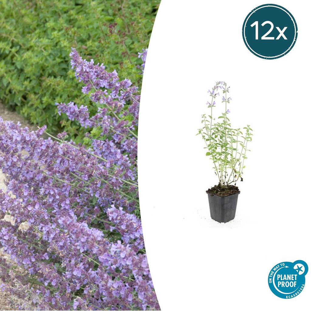 Nepeta ‘Walker’s Low’ (catmint) – 12 plants, Ø9 cm, 10–25 cm high – photo 2