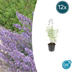 Nepeta ‘Walker’s Low’ (catmint) – 12 plants, Ø9 cm, 10–25 cm high