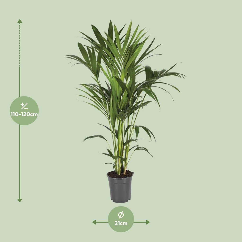 Howea forsteriana (kentiapalm) – Ø21 cm, 120 cm hoog