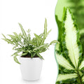 Pteris cretica Albolineata (fougère-ptéris) en pot de décoration Potter blanc – Ø12 cm, 20 cm de haut