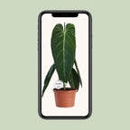Philodendron Melanochrysum – Ø21 cm, 75 cm hoog