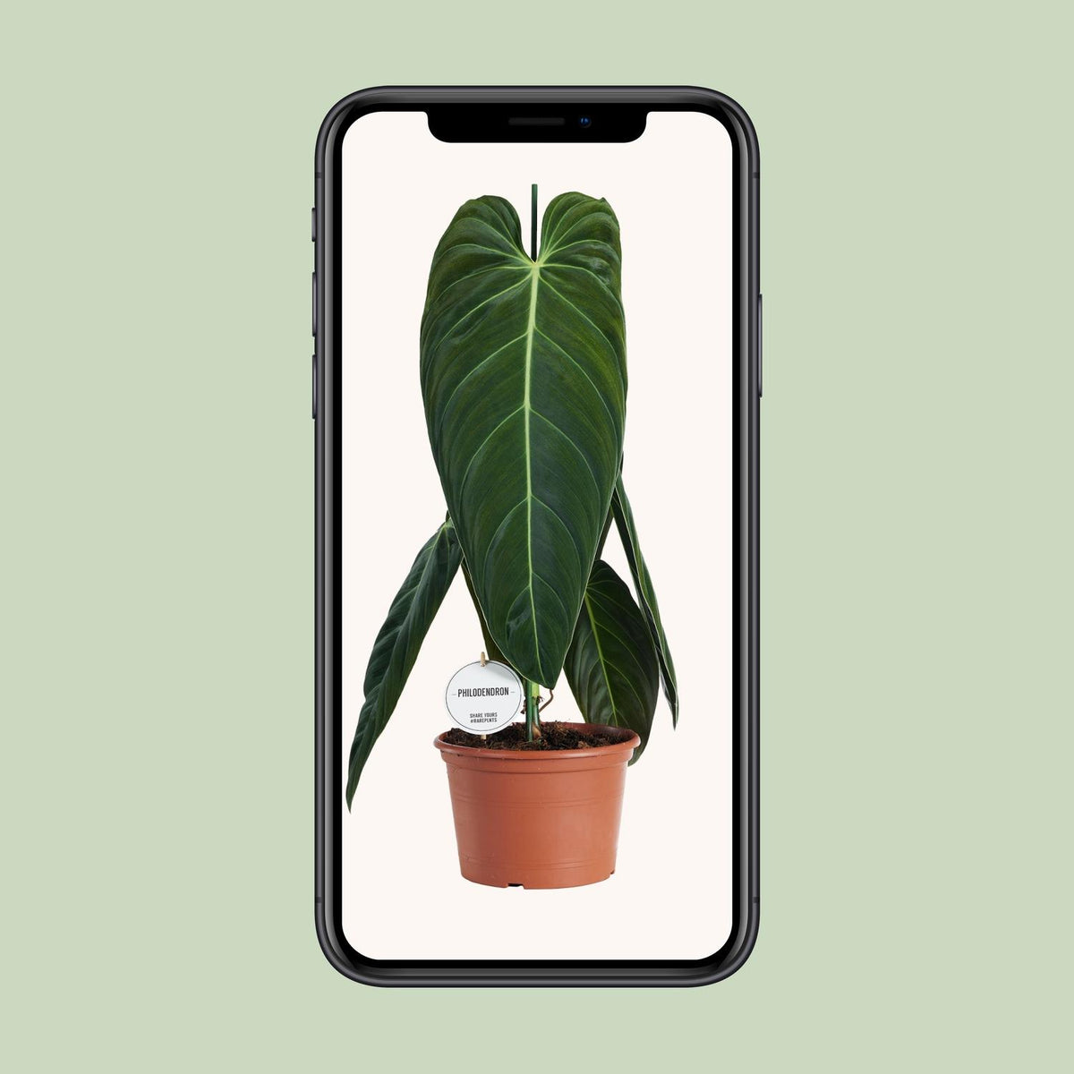 Philodendron Melanochrysum – Ø21 cm, 75 cm hoog