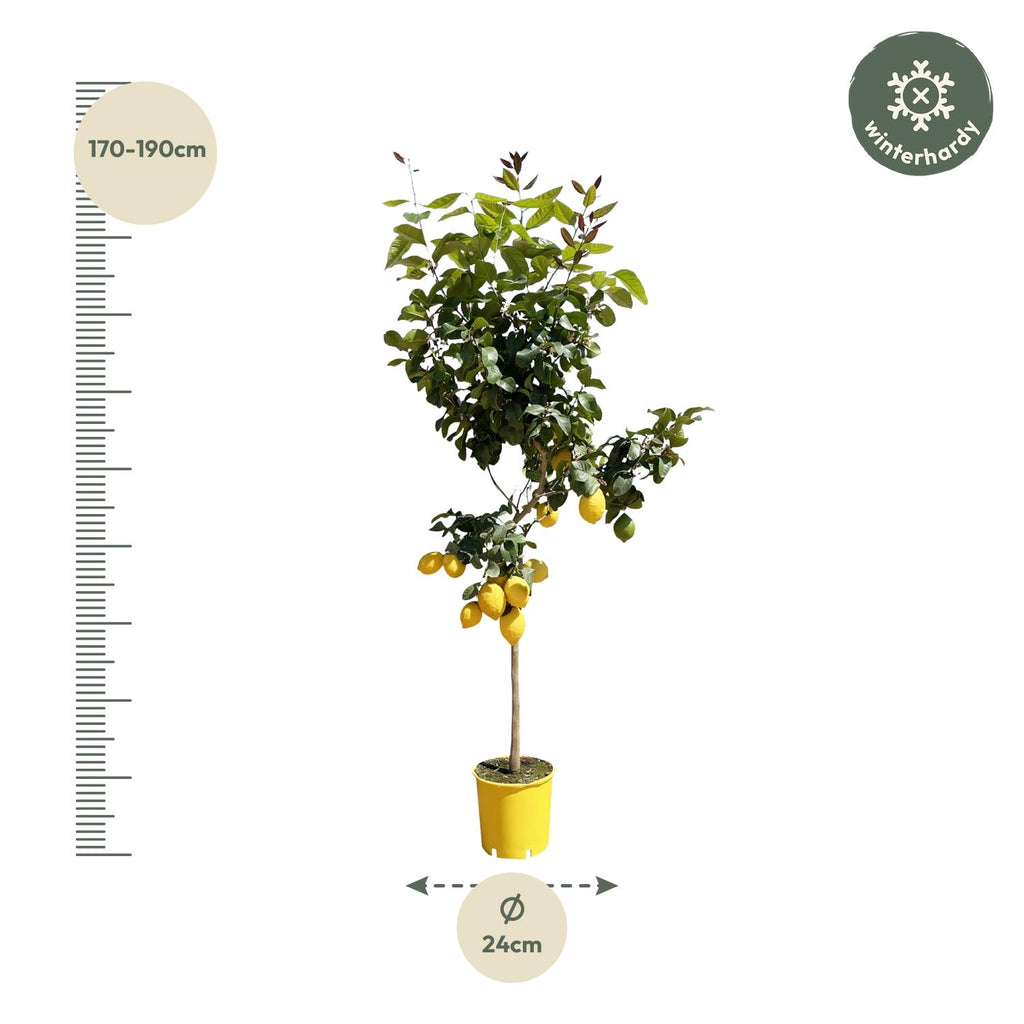 Zitrusbäumchen (Citrus) – Ø30 cm, 150 cm hoch – Bild 2