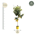 Zitrusbäumchen (Citrus) – Ø30 cm, 150 cm hoch