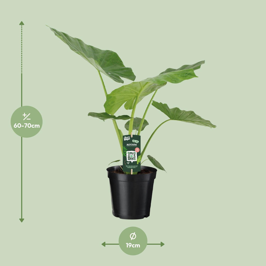 Alocasia Macrorrhiza (elefantøre) – Ø19 cm, 70 cm høj