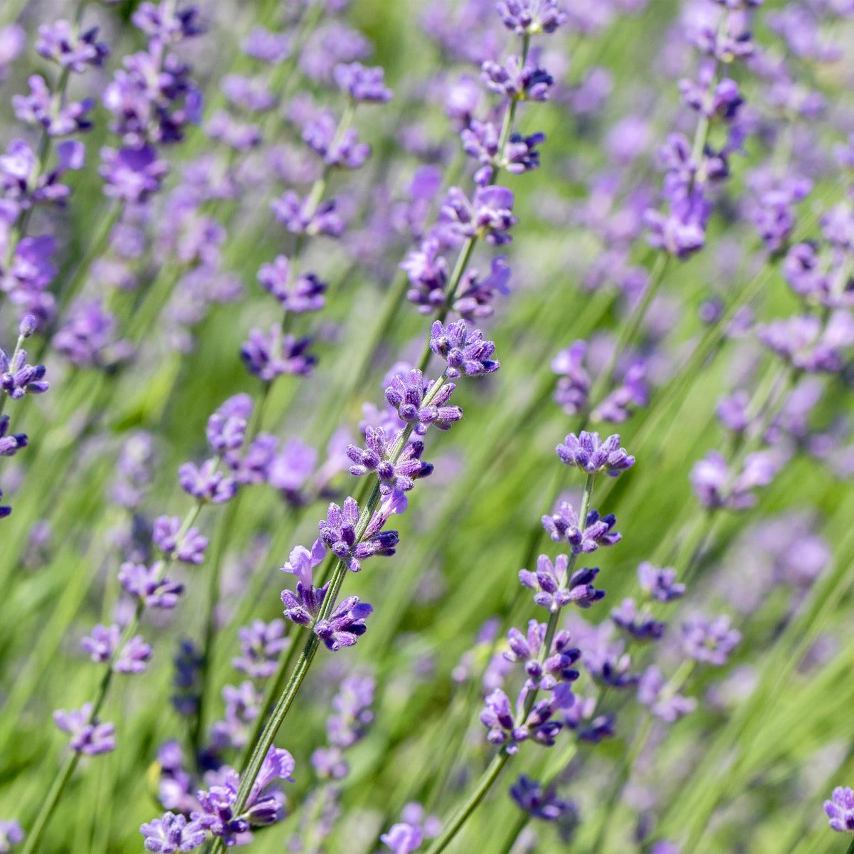 Lavandula angustifolia 'Hidcote' (blad grijs) – 6 planten, Ø17 cm, 30 cm hoog