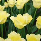 Tulpe 'World Friendship' – 20 Blumenzwiebeln (Zwiebelgröße 11/12)