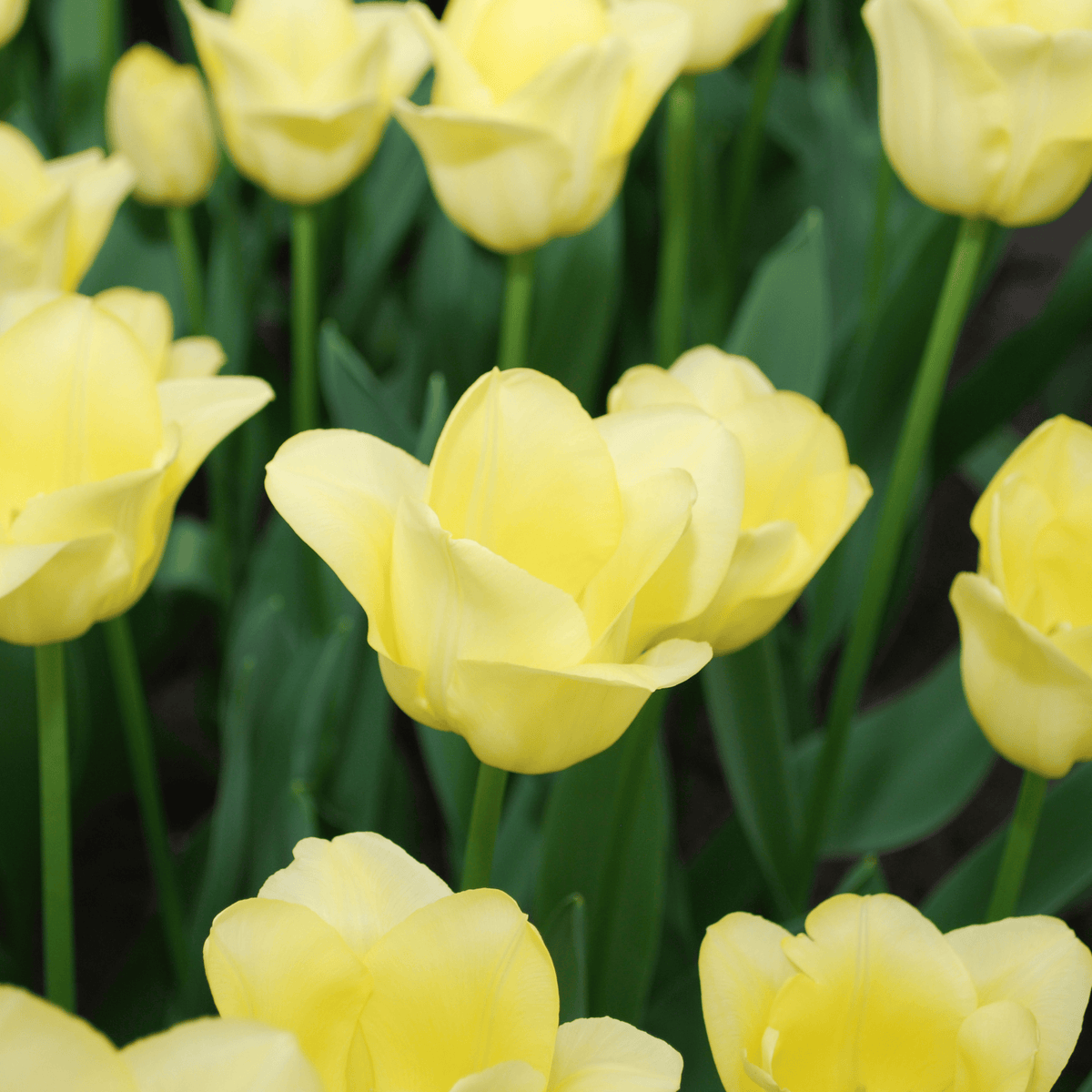 Tulpe 'World Friendship' – 20 Blumenzwiebeln (Zwiebelgröße 11/12)