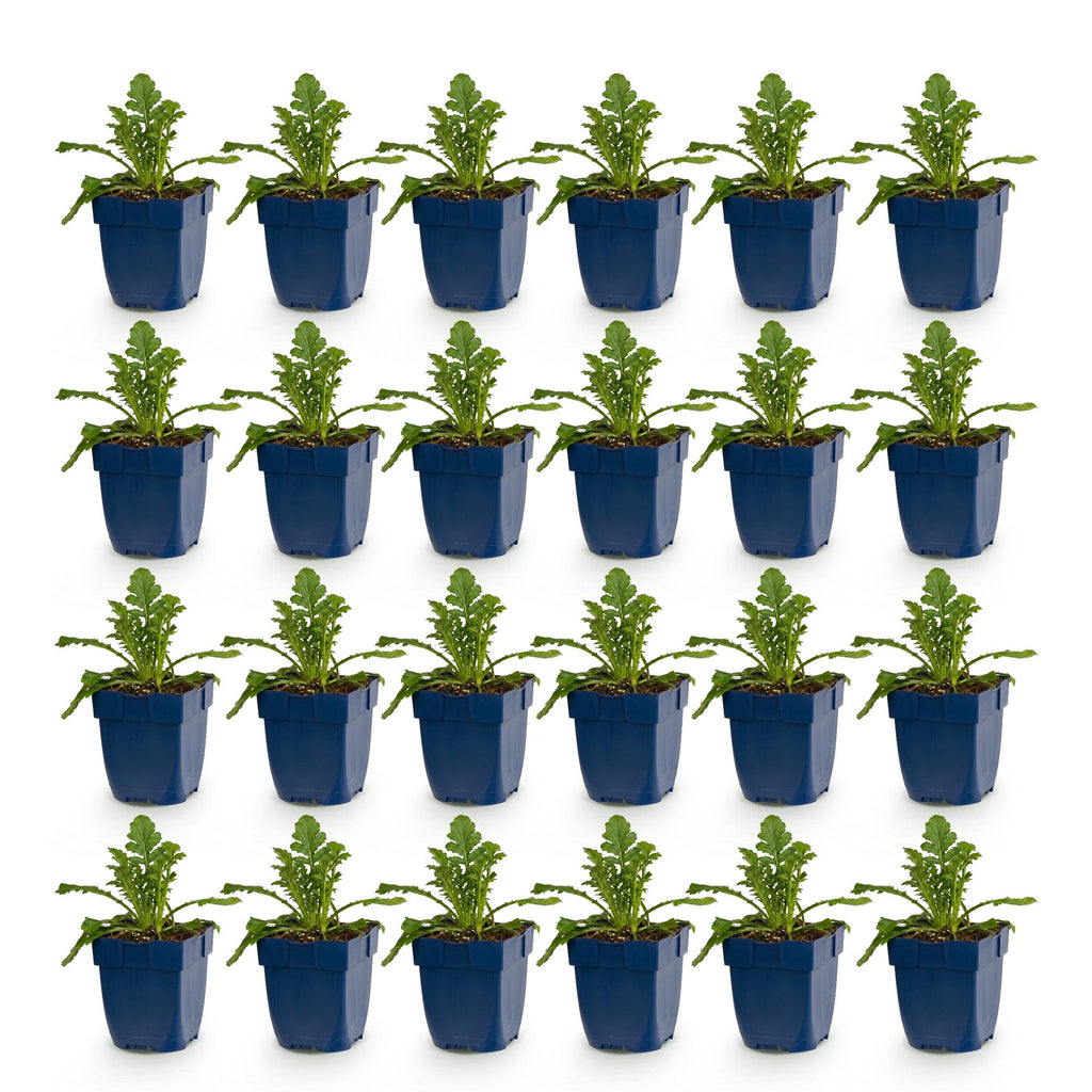 Scabieuse « Duo » (scabieuse) – violet-rose – 24 plants, Ø 11 cm, 15 à 25 cm de haut – photo 2