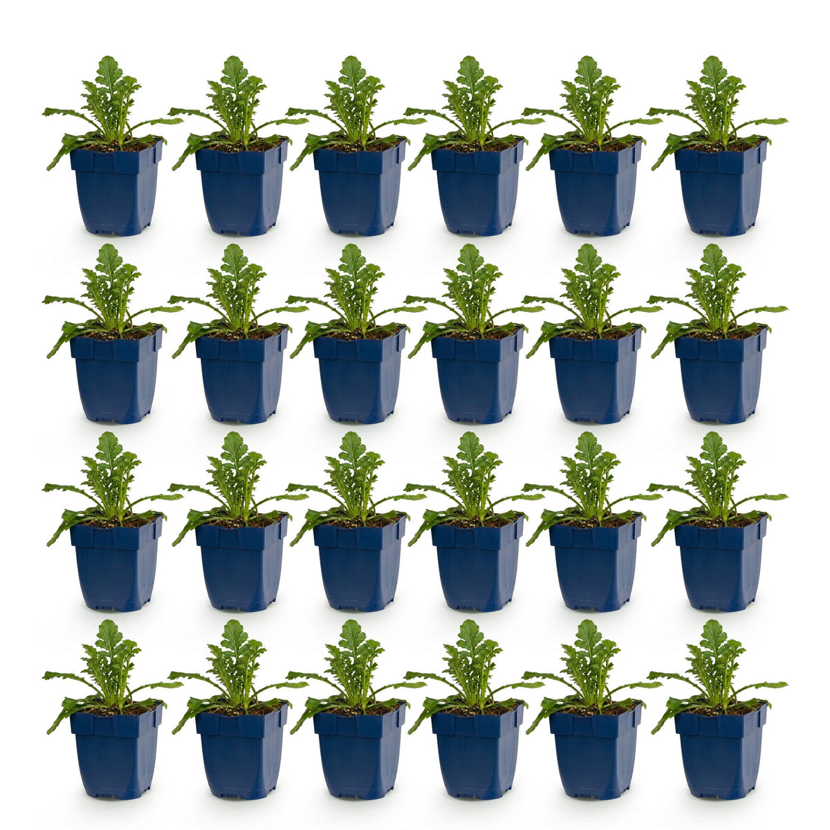 Scabieuse « Duo » (scabieuse) – violet-rose – 24 plants, Ø 11 cm, 15 à 25 cm de haut – photo 2