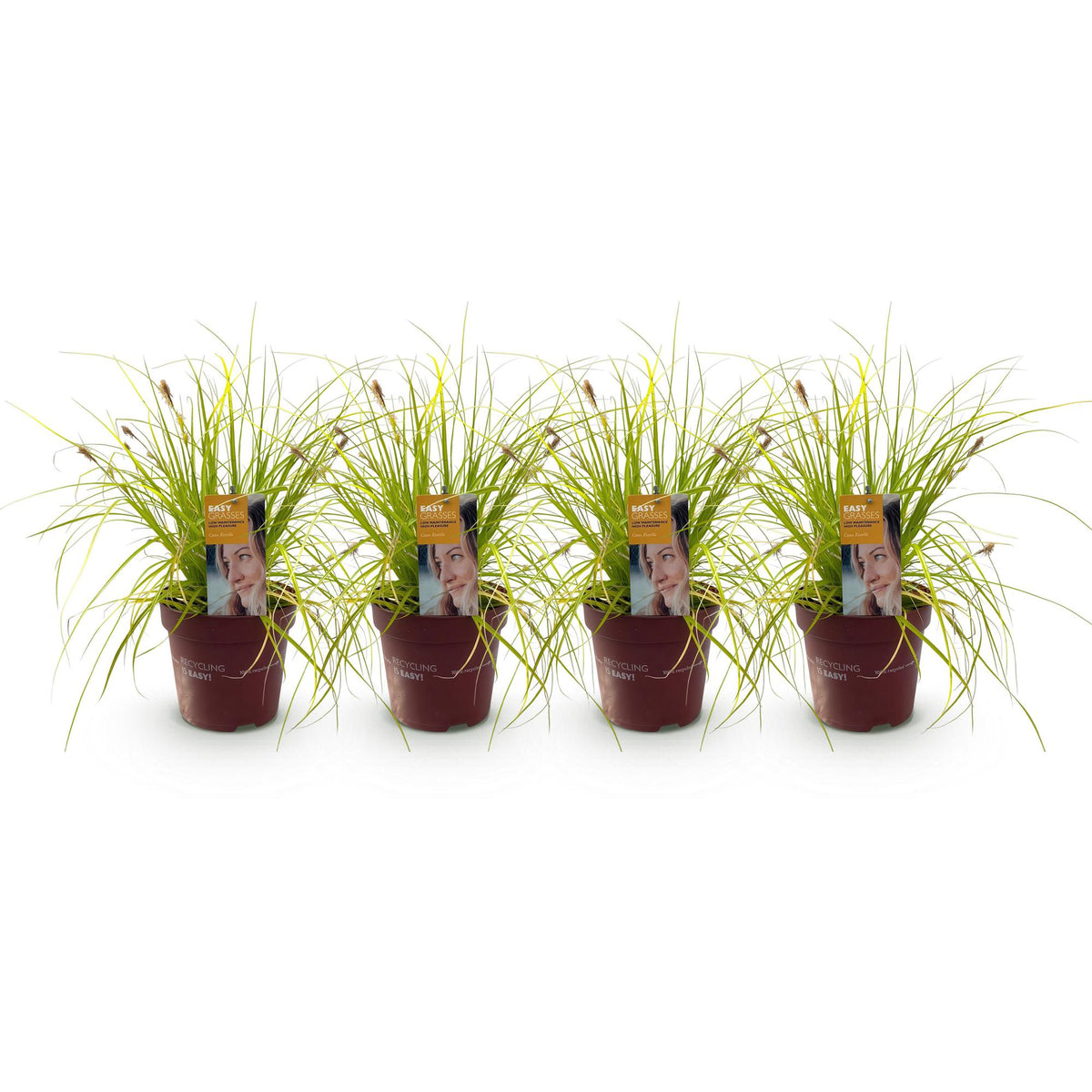 Carex oshimensis 'Everillo' (zegge) – geel – 4 planten, Ø17 cm, 50 cm hoog
