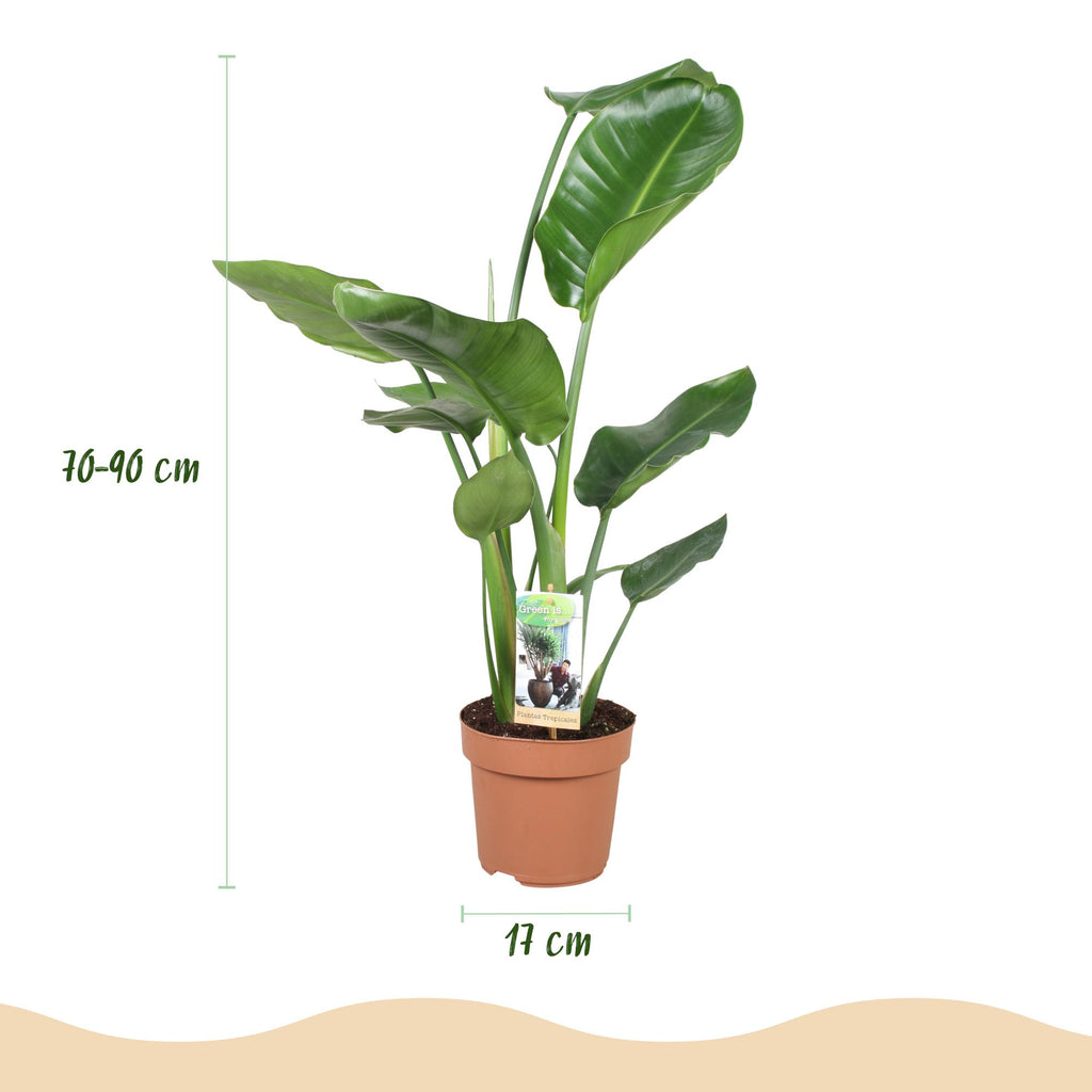 2× Stelitzia nicolai (Strelitzia) – Ø17 cm, 70–90 cm hoog