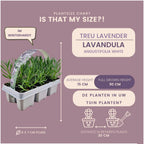 Lavender (Lavandula) – 72 plants, Ø7 cm, 15 cm high – white