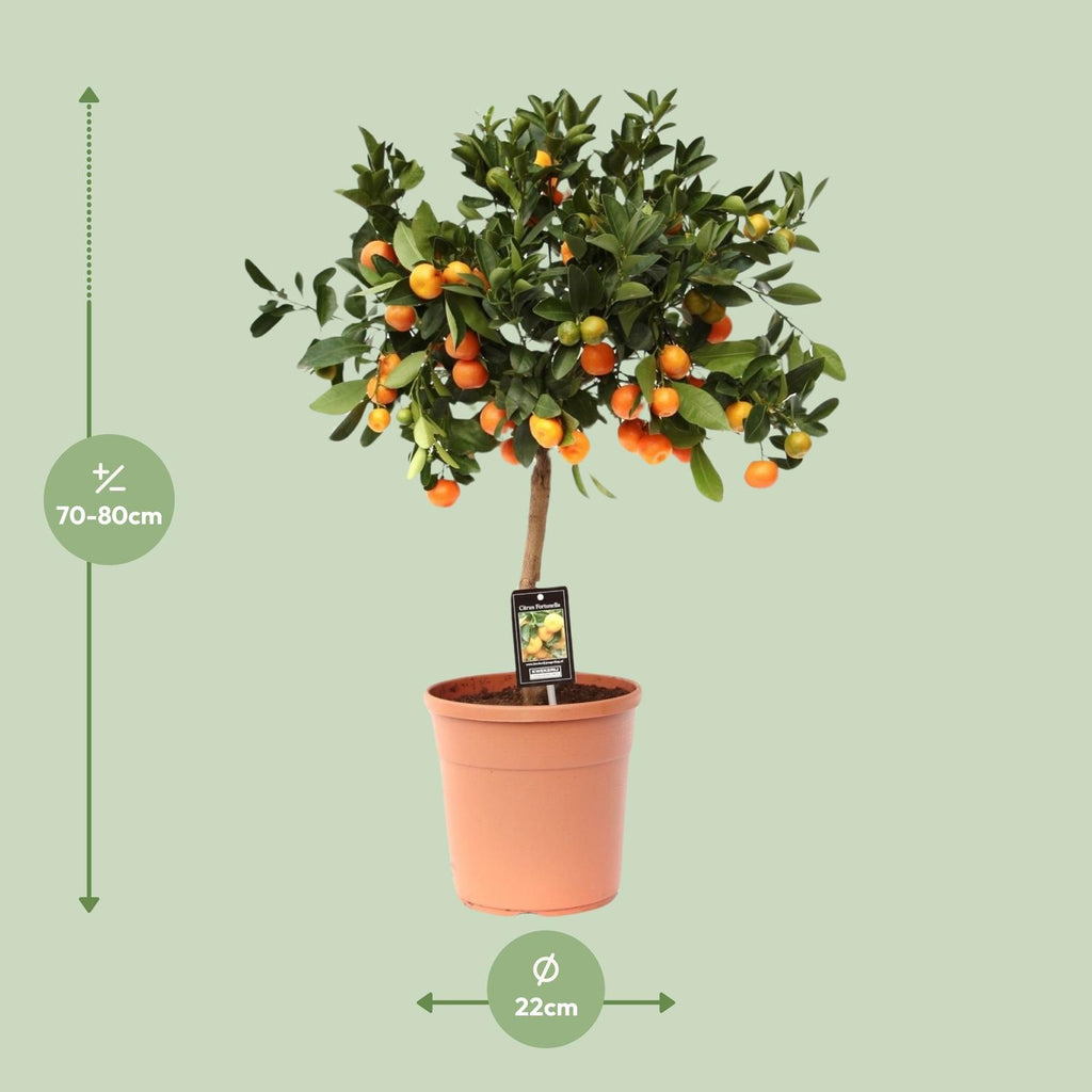 Citrus 'Calamondin' (mini citrus tree) – Ø22 cm, 80 cm high – photo 2
