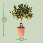 Citrus 'Calamondin' (mini citrus tree) – Ø22 cm, 80 cm high