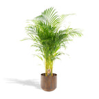 Palmier areca (Dypsis) – Ø21 cm