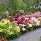 Hydrangea panniculata 'Groundbreaker Blush' (rubis) – 3 plantes, Ø14 cm, 20–25 cm de haut