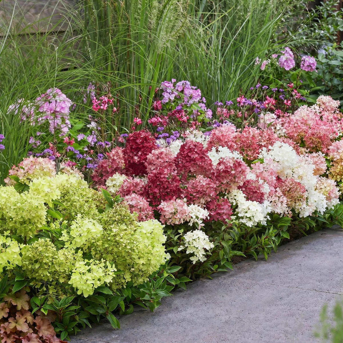 Hydrangea panniculata 'Groundbreaker Blush' (rubis) – 3 plantes, Ø14 cm, 20–25 cm de haut – photo 6